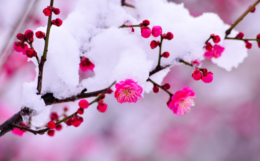 梅是雪的画，雪是梅的诗（有关雪梅的唯美诗词）