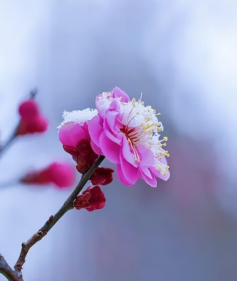 梅是雪的画，雪是梅的诗（有关雪梅的唯美诗词）