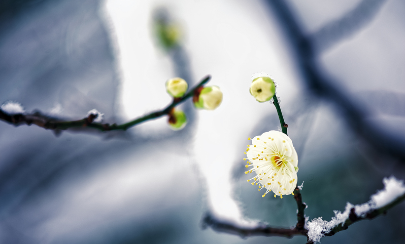 梅是雪的画，雪是梅的诗（有关雪梅的唯美诗词）