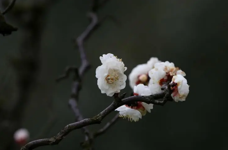 早梅唯美古诗鉴赏（有关早梅的唯美诗词）