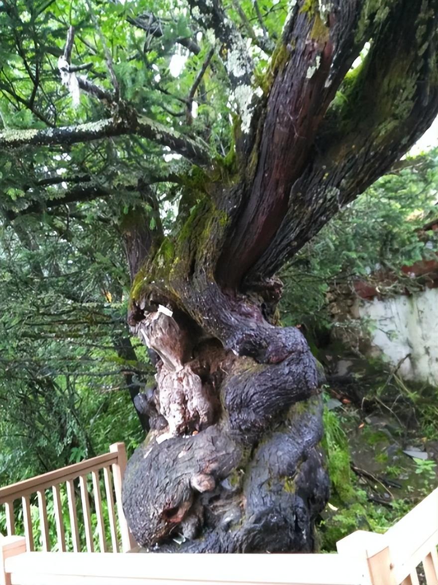 林木葱浓四时异，雪峰耸立雾轻浮（游巴松措诗词十二首）