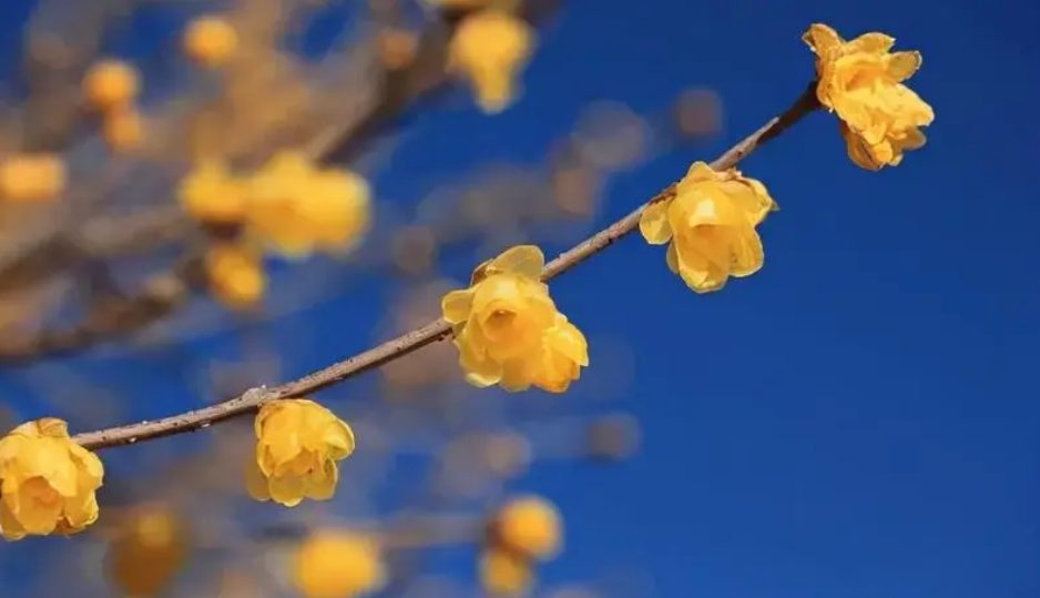 腊梅唯美古诗大全（有关腊梅的经典诗词）