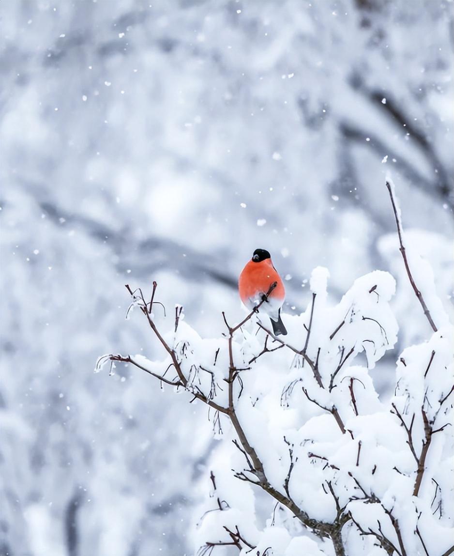 欲把诗催雪 待取玉花看（有关催雪的经典诗词）