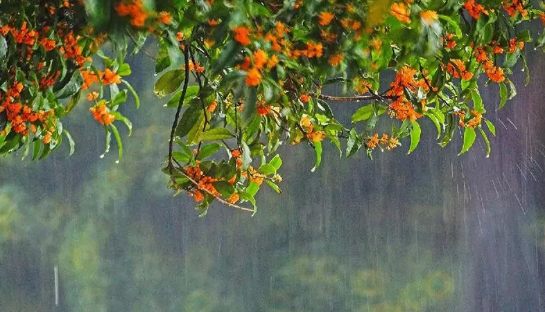 夜来秋雨后，秋气飒然新（有关秋凉的著名诗词）