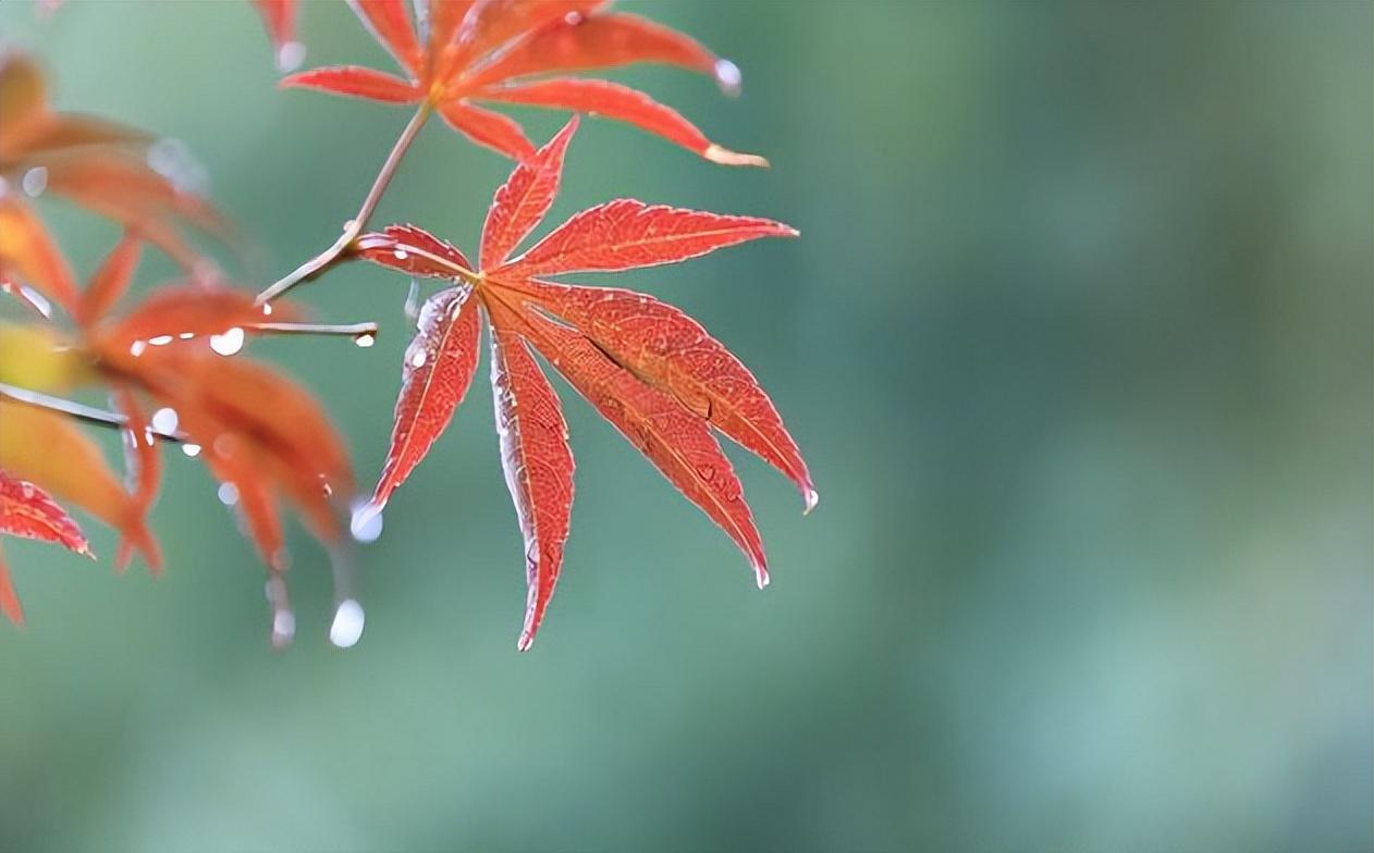 夜来秋雨后，秋气飒然新（有关秋凉的著名诗词）