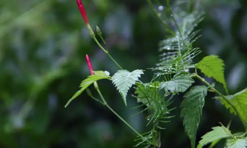 清秋有梦，雨落成诗（有关初秋雨的十二首古诗）