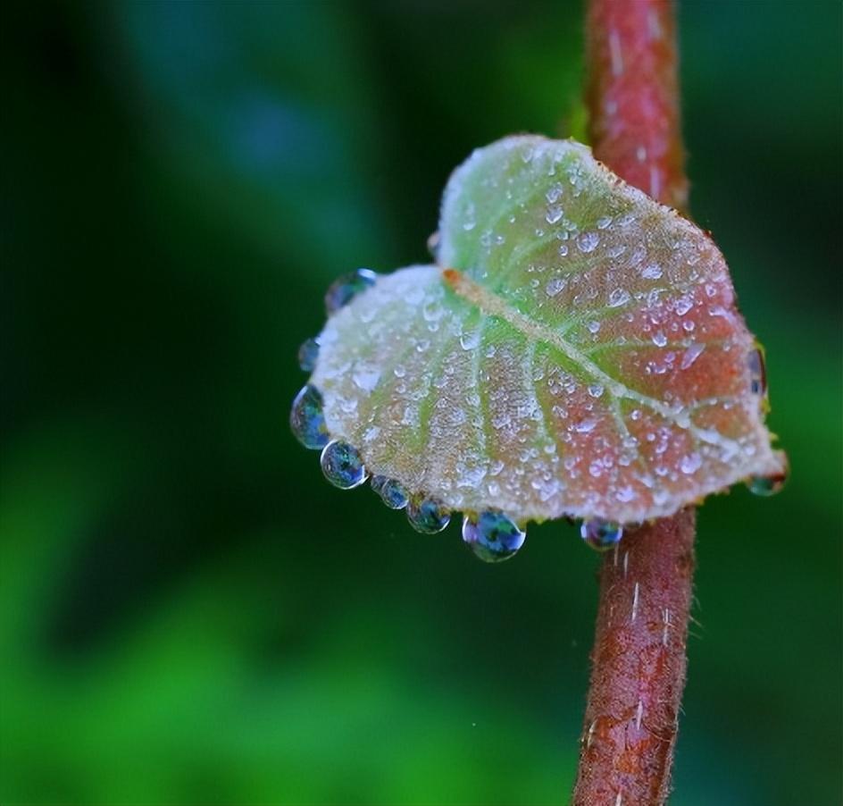 清秋有梦，雨落成诗（有关初秋雨的十二首古诗）