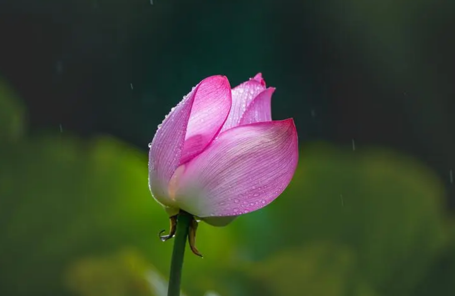 赞美荷花经典诗词（十首有关雨中荷的诗句）