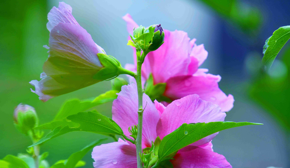 赞美木槿花唯美古诗（十首有关槿花的诗词）