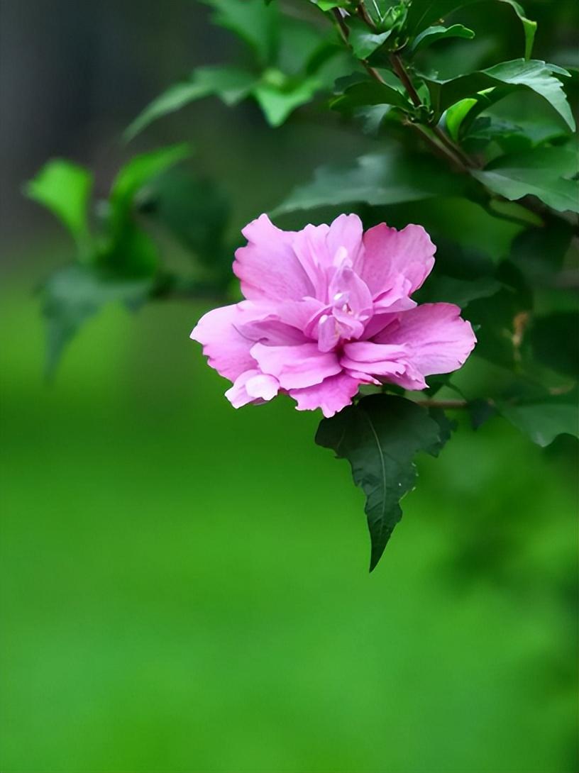 赞美木槿花唯美古诗（十首有关槿花的诗词）