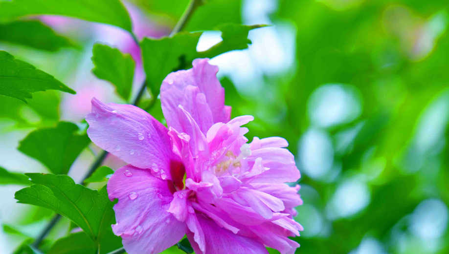 赞美木槿花唯美古诗（十首有关槿花的诗词）