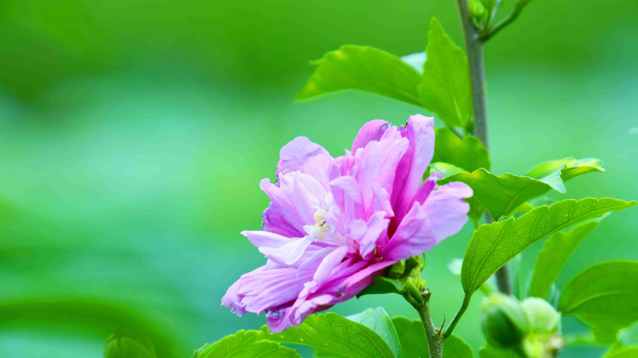 赞美木槿花唯美古诗（十首有关槿花的诗词）