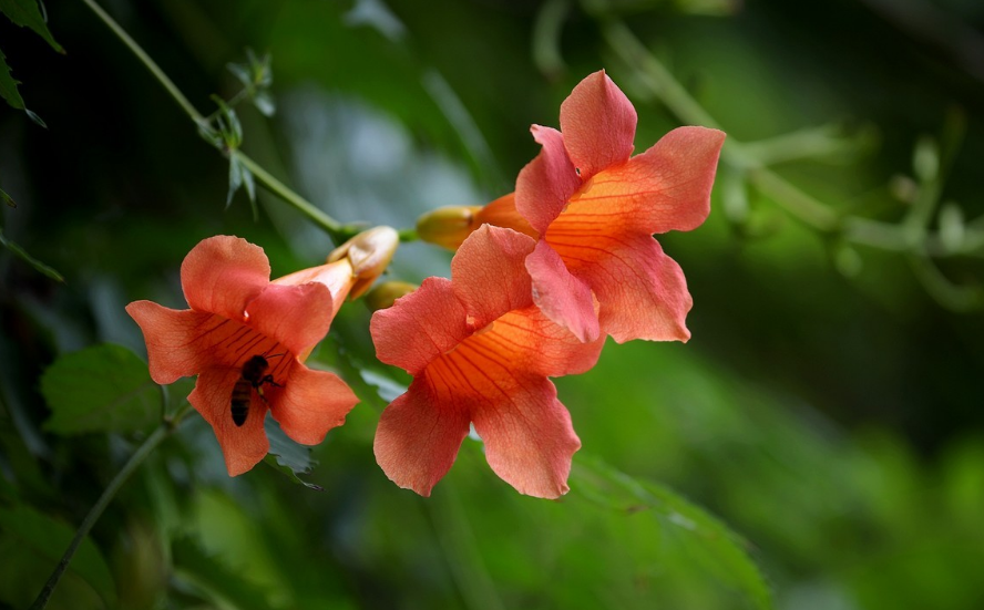 凌霄花诗词名句大全（八首凌霄花的诗词）