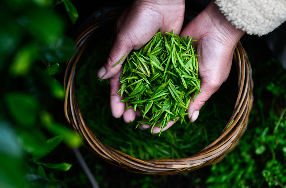 春风送茶香，春茶采摘忙（有关采茶的唯美诗词）