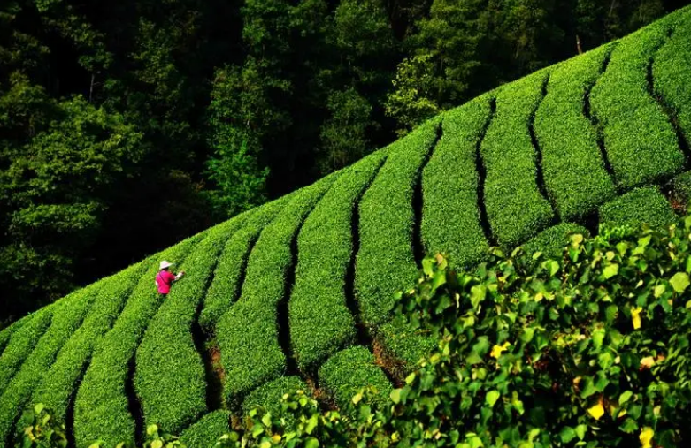 春风送茶香，春茶采摘忙（有关采茶的唯美诗词）