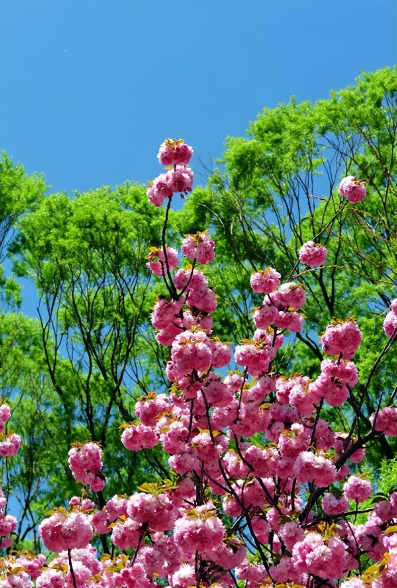 春日古诗词名句鉴赏（十首春日诗词）