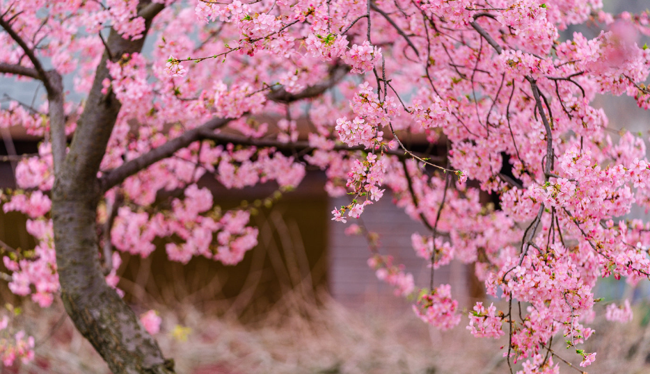 樱花经典古诗大全（有关樱花的唯美诗词）