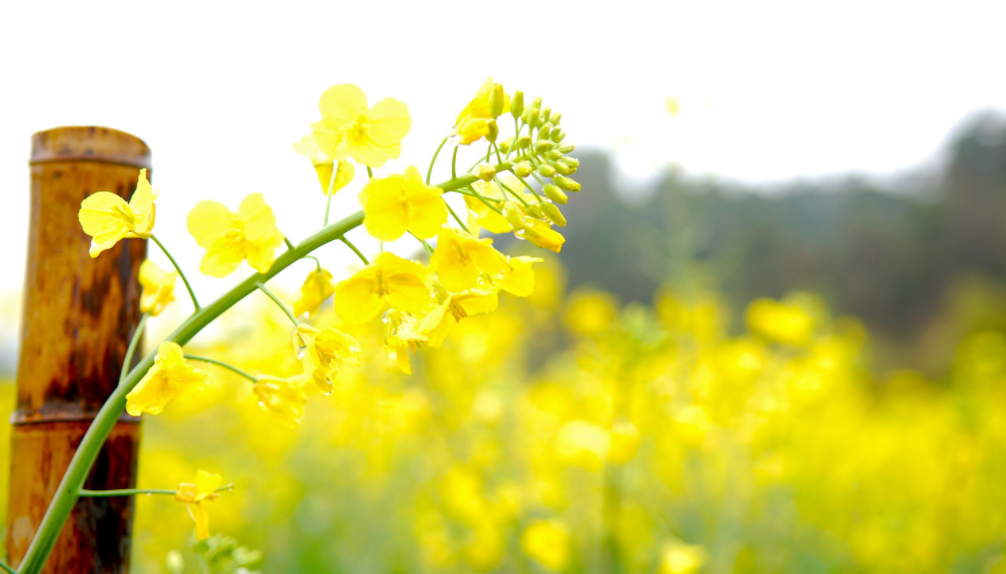 油菜花经典古诗大全（有关油菜花的经典诗词）