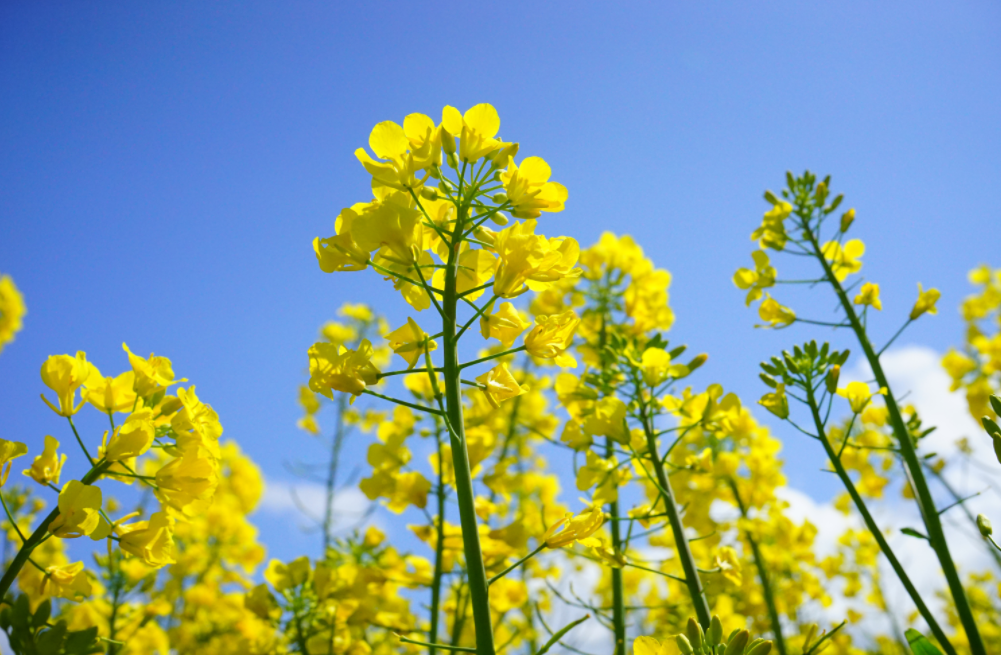 油菜花经典古诗大全（有关油菜花的经典诗词）