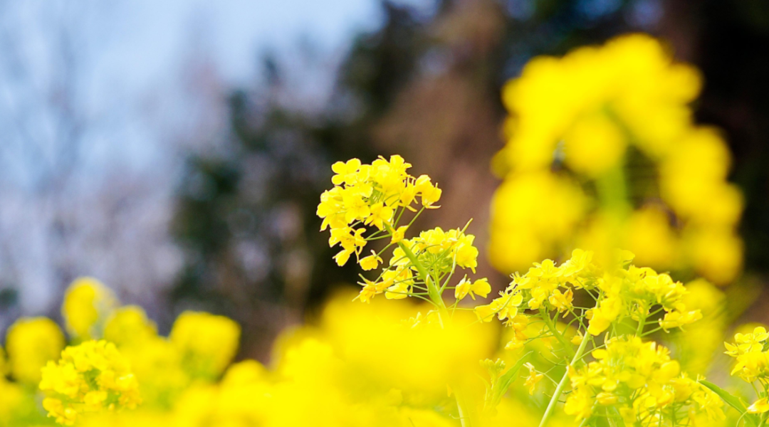 油菜花经典古诗大全（有关油菜花的经典诗词）