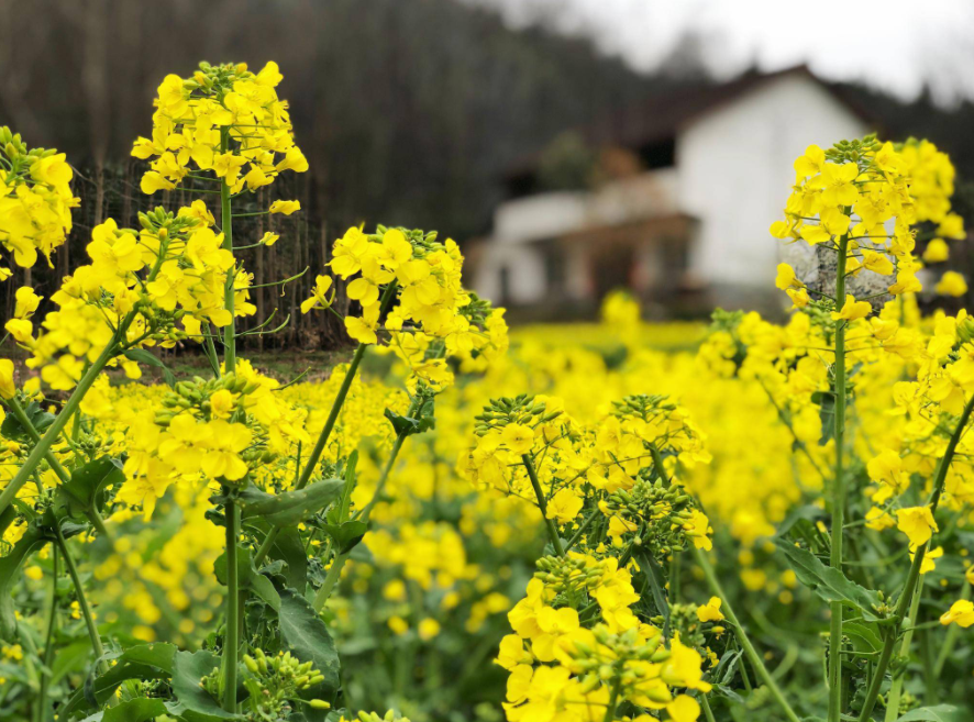 油菜花经典古诗大全（有关油菜花的经典诗词）