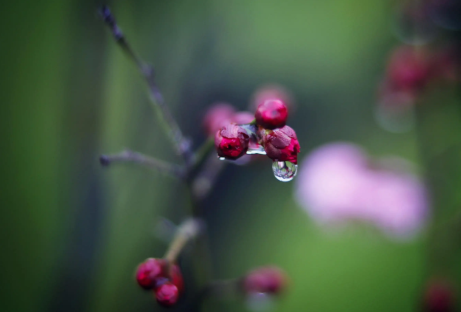 描写春天的经典古诗（12首春雨的诗词）