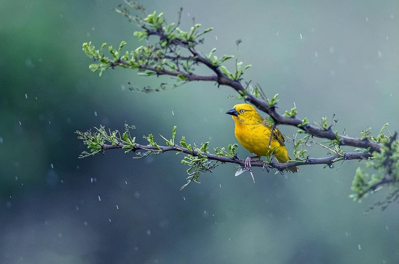 描写春天的经典古诗（12首春雨的诗词）