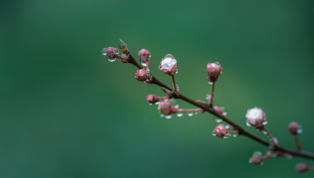 描写春天的经典古诗（12首春雨的诗词）