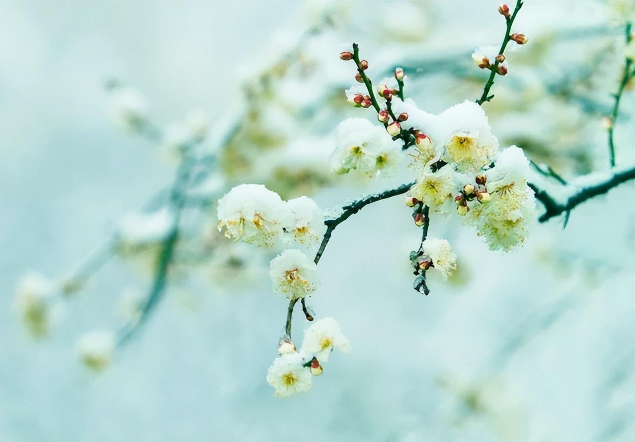 春雪经典古诗有哪些（有关春雪的唯美诗词）