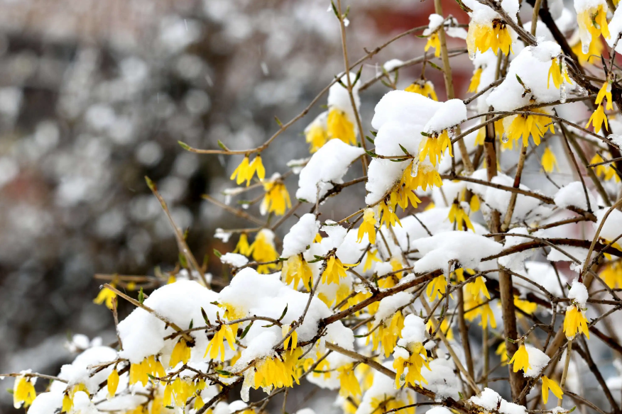 春雪经典古诗有哪些（有关春雪的唯美诗词）