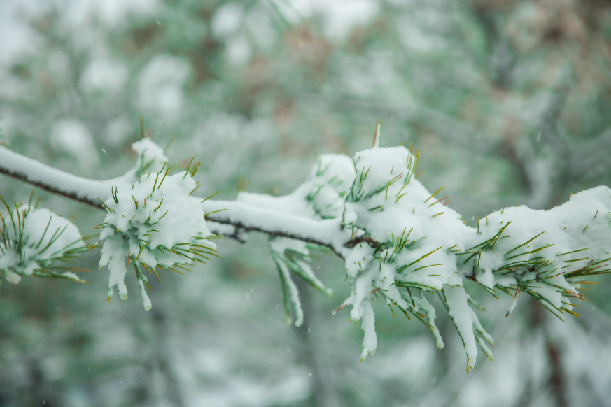 春雪经典古诗有哪些（有关春雪的唯美诗词）