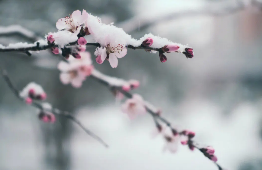 春雪经典古诗有哪些（有关春雪的唯美诗词）