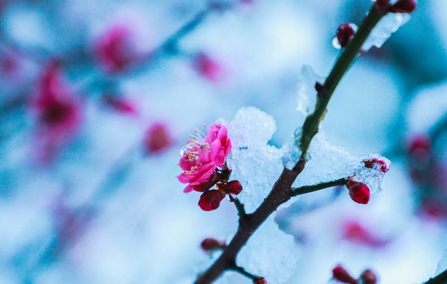 踏雪寻梅，祈福新年（有关寻梅的优美诗词）