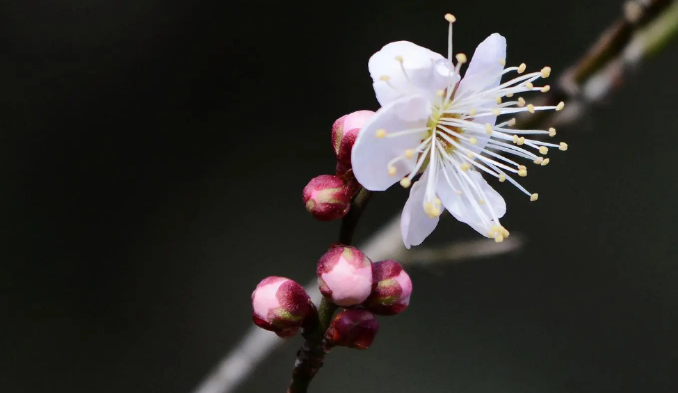 踏雪寻梅，祈福新年（有关寻梅的优美诗词）