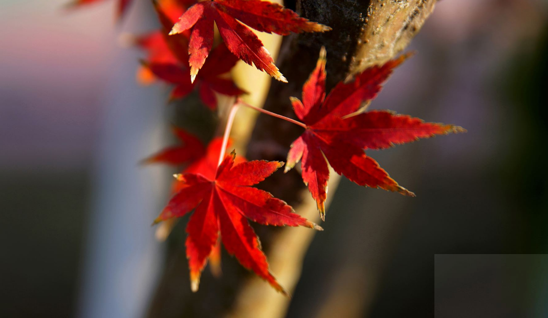 枫叶唯美古诗大全（有关枫叶的经典诗词）