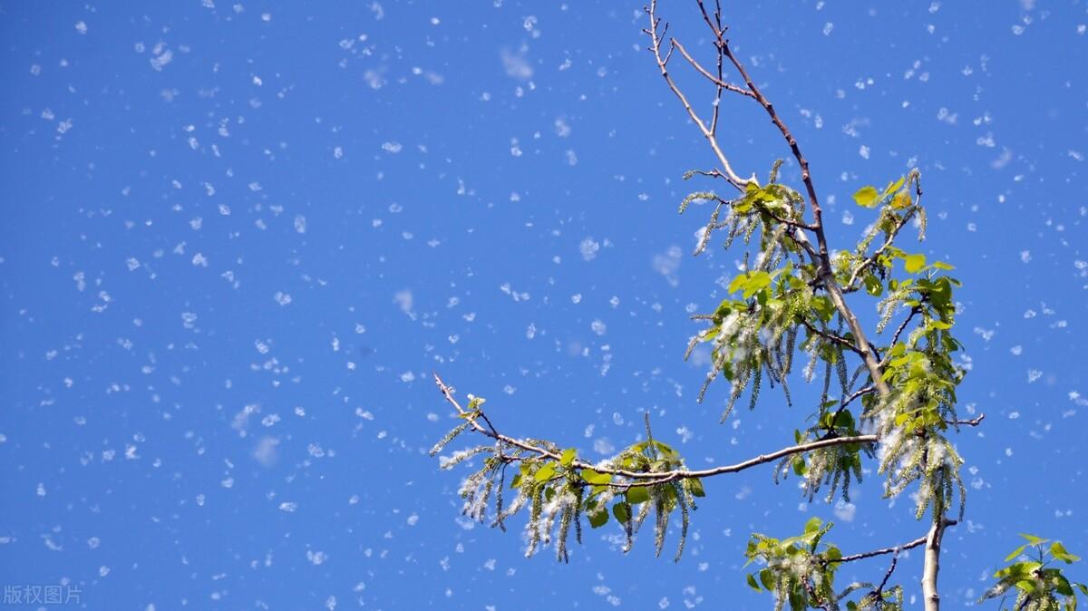 杨花榆荚无才思，惟解漫天作雪飞（10首优美杨花古诗词）