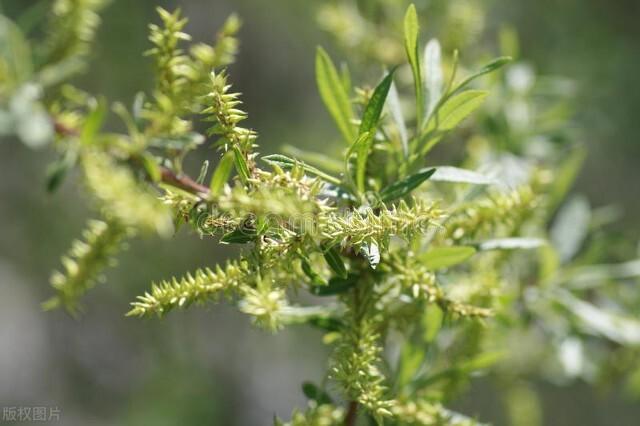 杨花榆荚无才思，惟解漫天作雪飞（10首优美杨花古诗词）