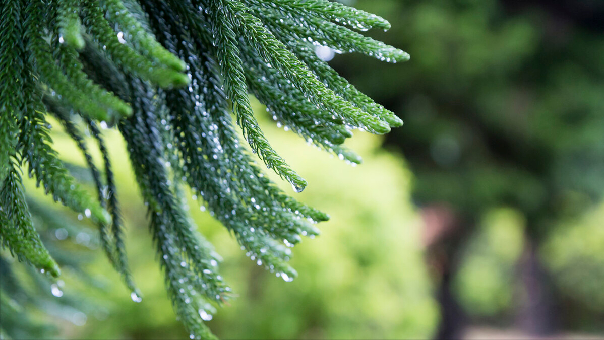 小楼一夜听春雨，深巷明朝卖杏花（分享11首春雨诗词）