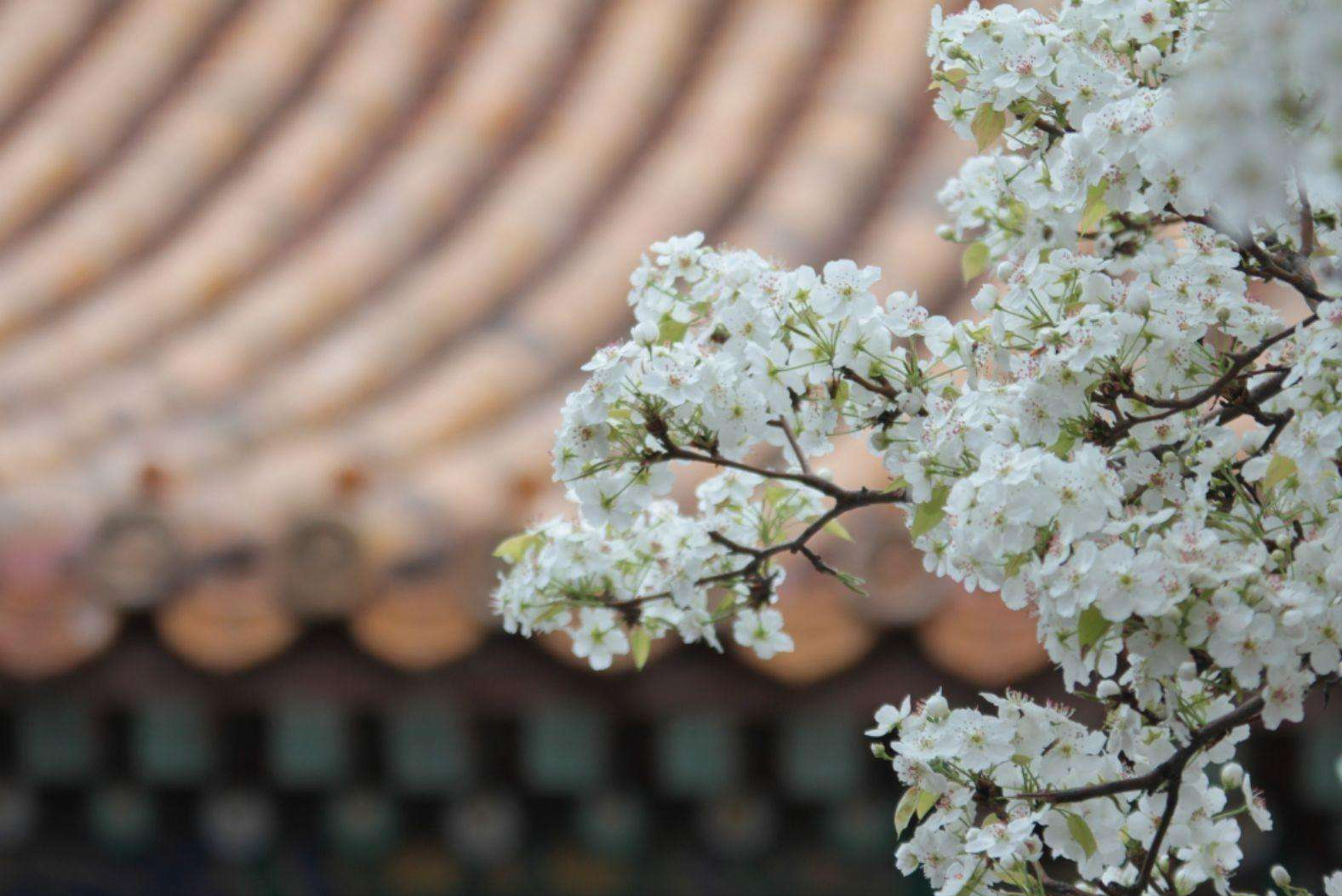 一念随风，一世更迭（22首经典落花的七言绝句）