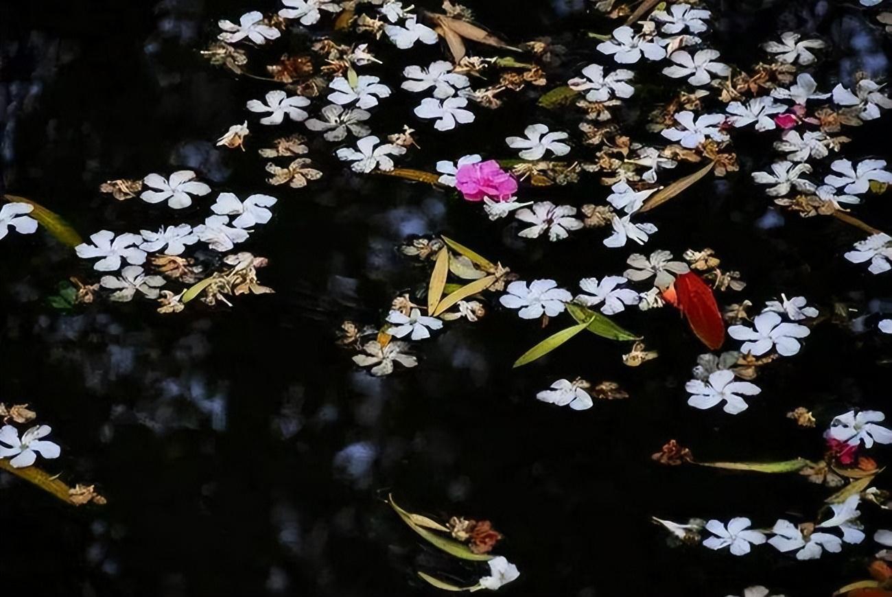 一念随风，一世更迭（22首经典落花的七言绝句）