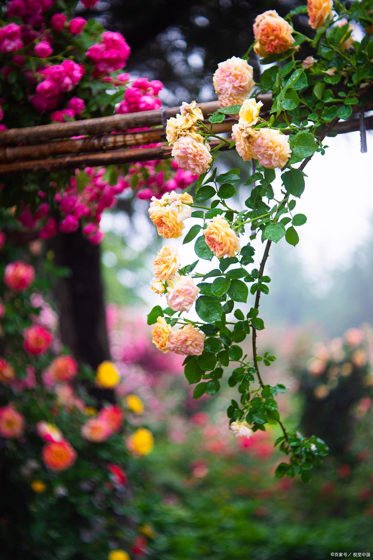 蔷薇花满架，不语也倾城（十首蔷薇优美古诗）