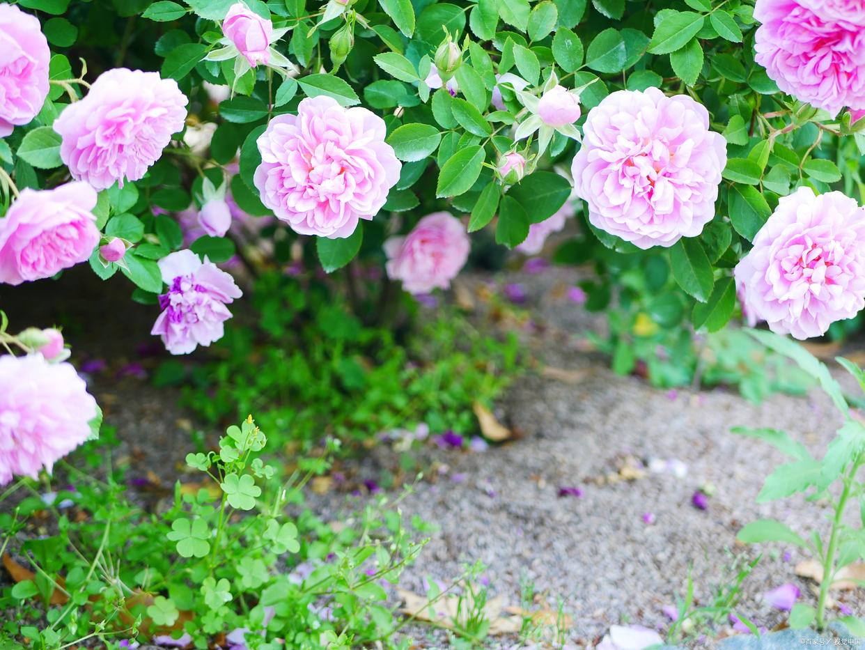 蔷薇花满架，不语也倾城（十首蔷薇优美古诗）