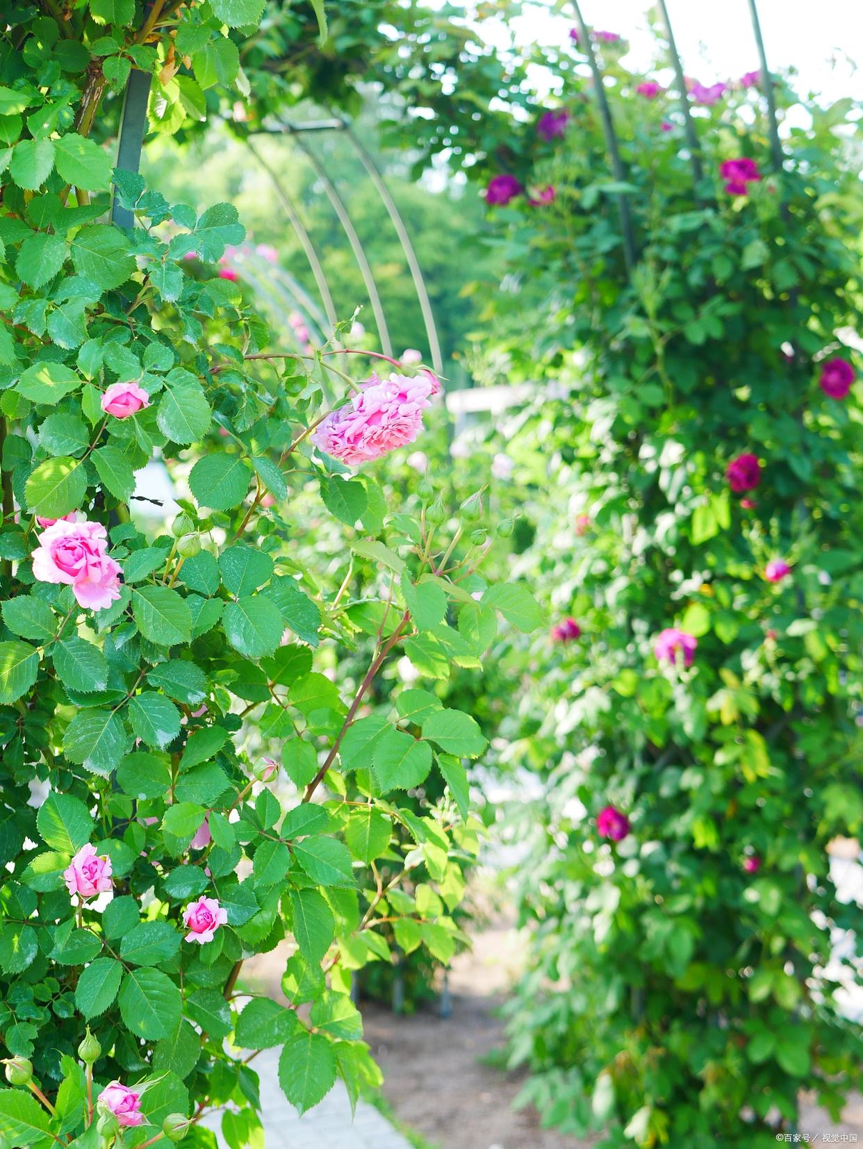 蔷薇花满架，不语也倾城（十首蔷薇优美古诗）