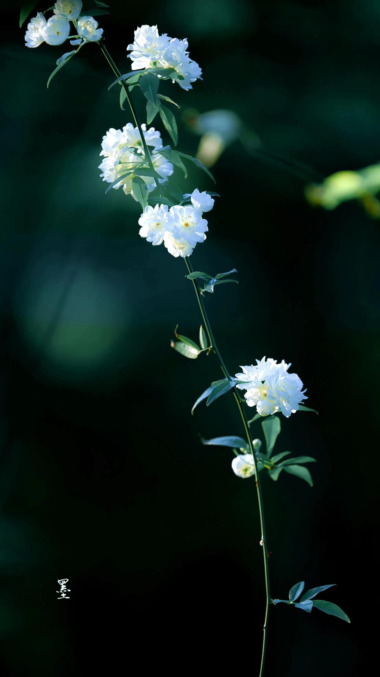 春雨着墨，春色倾城（四首浪漫唯美咏春诗词）