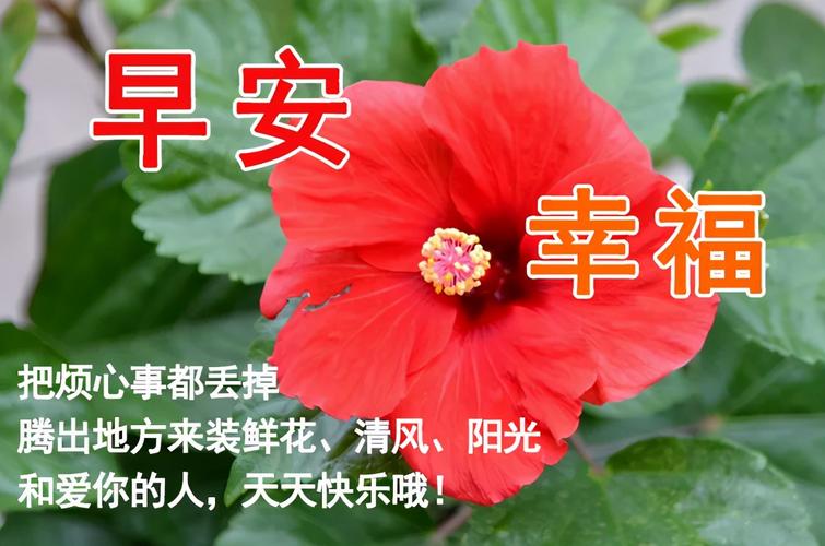 关于早上好的句子唯美短句（早上好，芳菲晨曦）