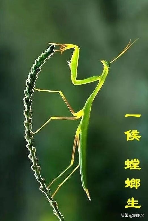 播种希望，收获光芒（6首优美芒种诗词）