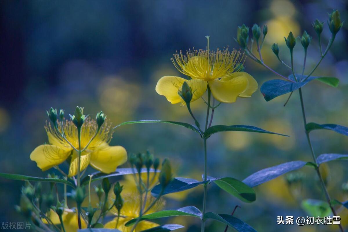 早夏金丝桃诗词四首（塞外宛看塞外花，独自黄葩夏日闲）