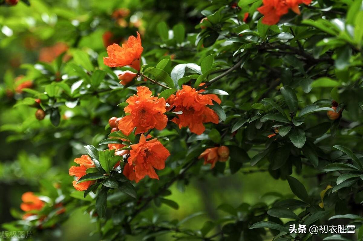 石榴花诗词五首（佳人最爱石榴红，石榴花映石榴裙）