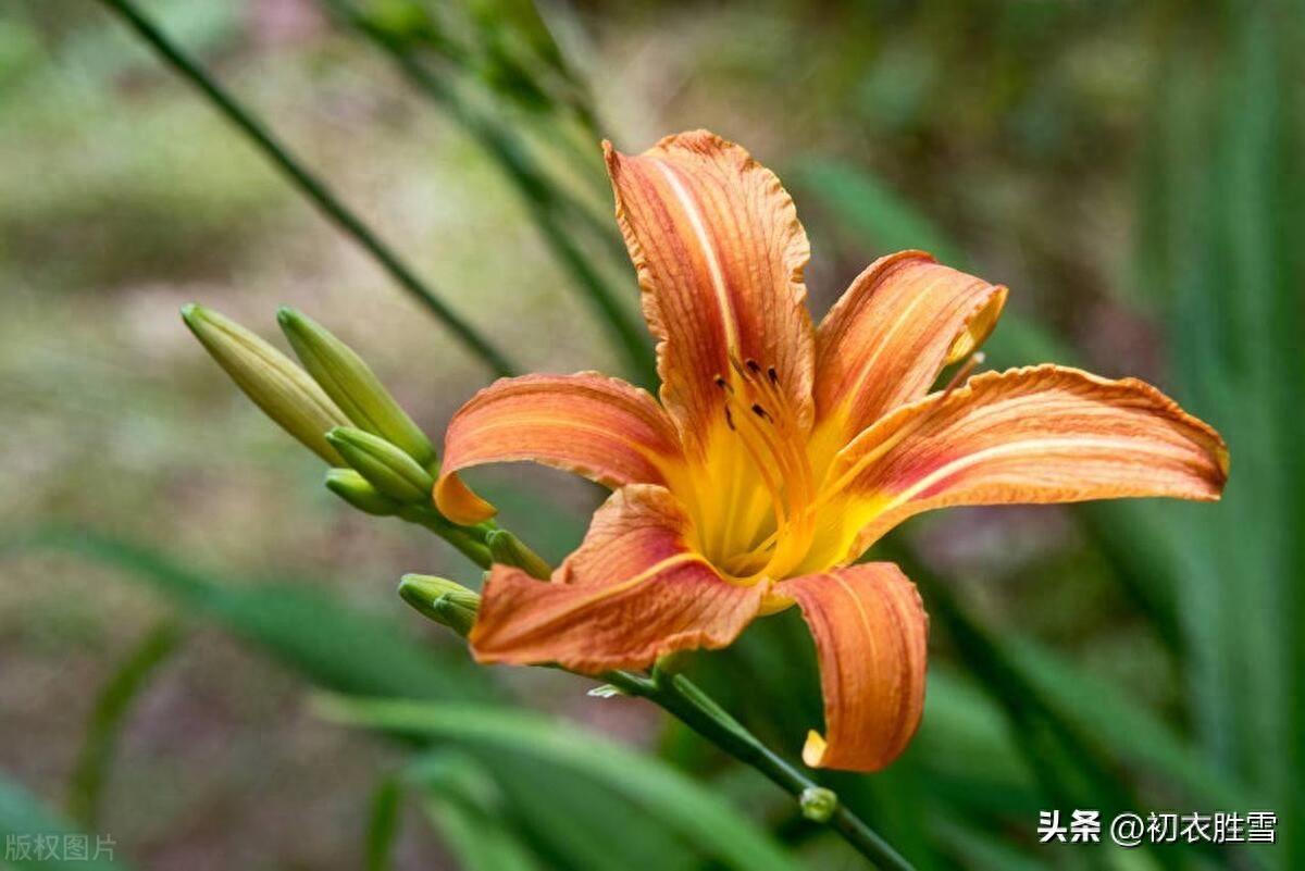 母亲节古诗六首（持杯为母寿，堂前萱草花）