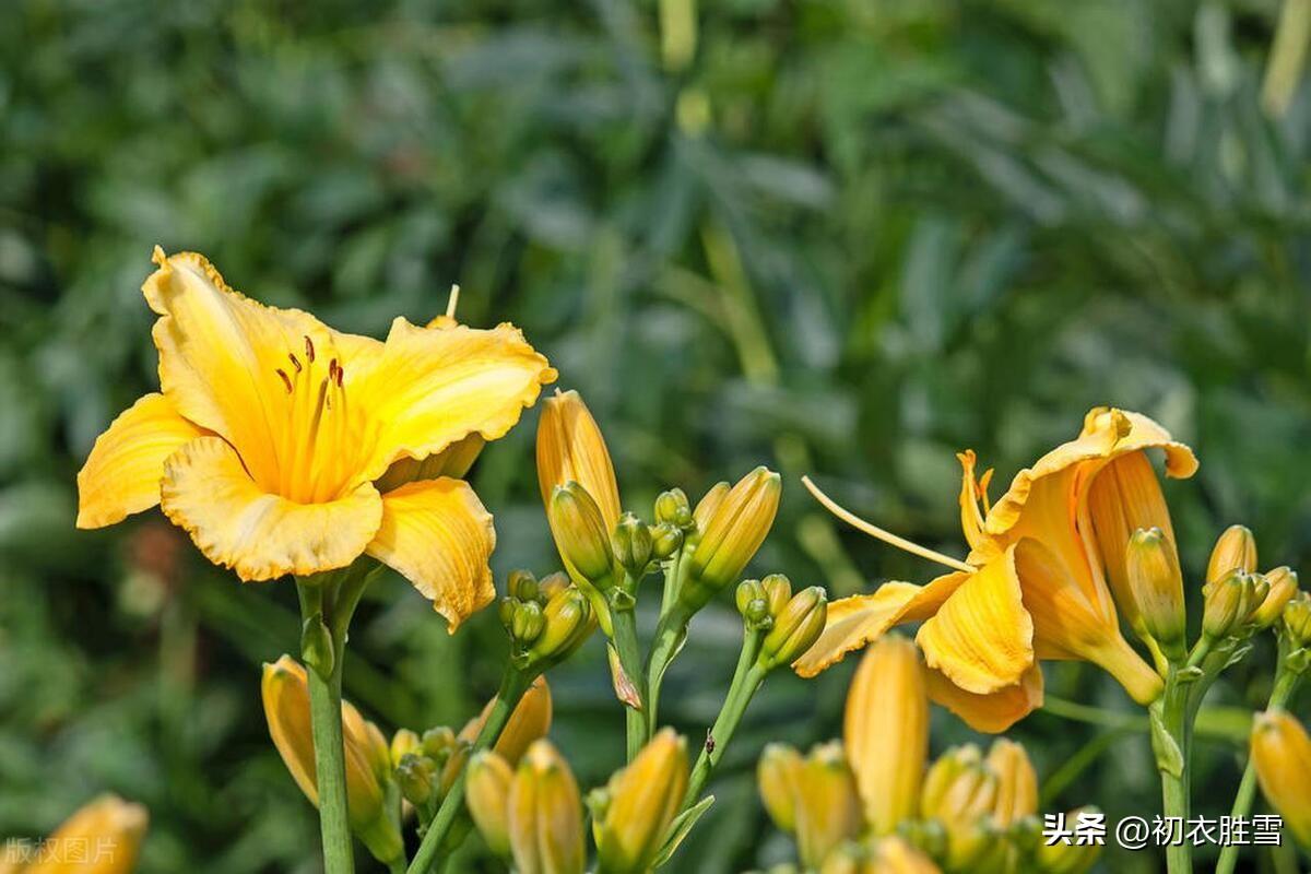 母亲节古诗六首（持杯为母寿，堂前萱草花）